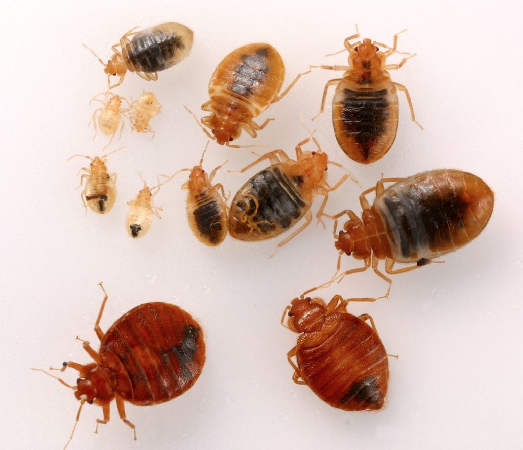 Bed Bug Treatment | Pest Control from Aspect